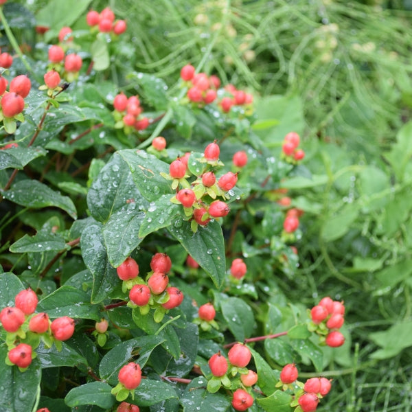 Das fruchtschmucktragende Johanniskraut - Hypericum calycinum Magic Marbles Red