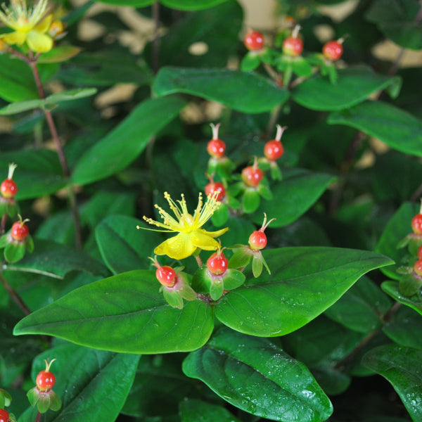 Hypericum calycinum Magic Marbles Red – fruchtschmucktragendes Johanniskraut