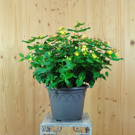 Das fruchtschmucktragende Johanniskraut - Hypericum calycinum Magic Marbles Red