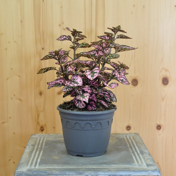 Hypoestes phyllostachya Hippo Pink – Farbige Hüllenklaue für Balkon und Garten