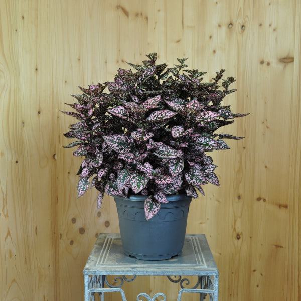 Hüllenklaue Hippo Pink – farbenfrohe, winterharte Blattschmuckpflanze