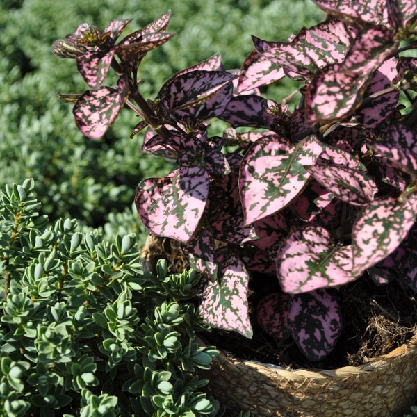 Hypoestes phyllostachya Hippo Pink – Farbige Hüllenklaue für Balkon und Garten