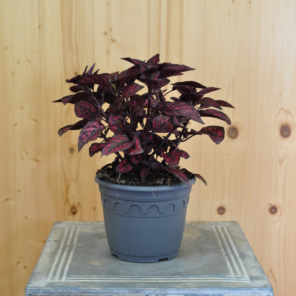 Hypoestes phyllostachya Hippo Red – Punktblume im 14er Topf, Schweizer Produktion