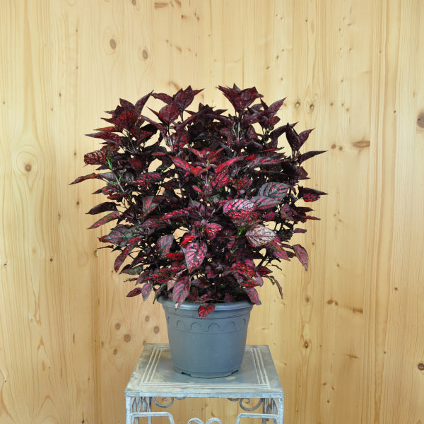 Hypoestes phyllostachya Hippo Red – Buntlaubige Hüllenklaue im 21er Topf