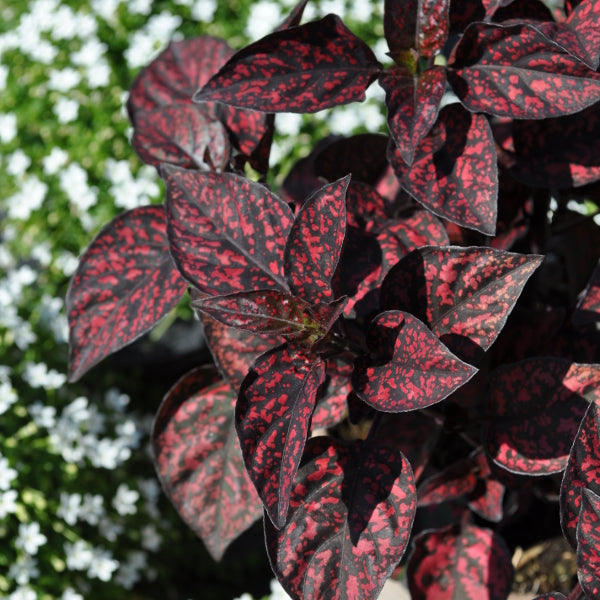 Hypoestes phyllostachya Hippo Red – Punktblume im 14er Topf, Schweizer Produktion