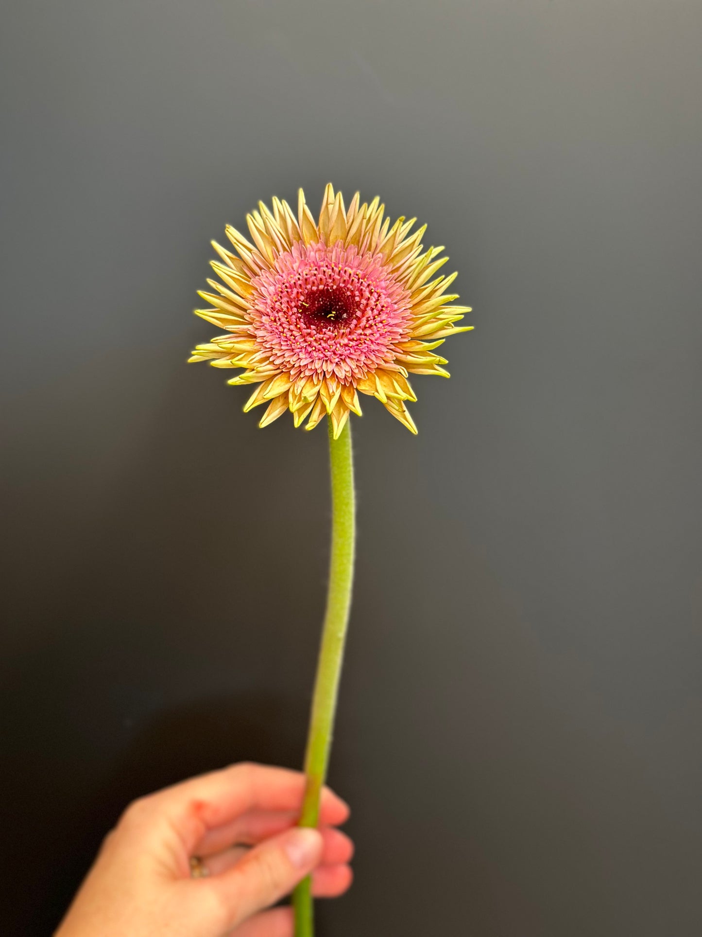 Postkarte Gerbera