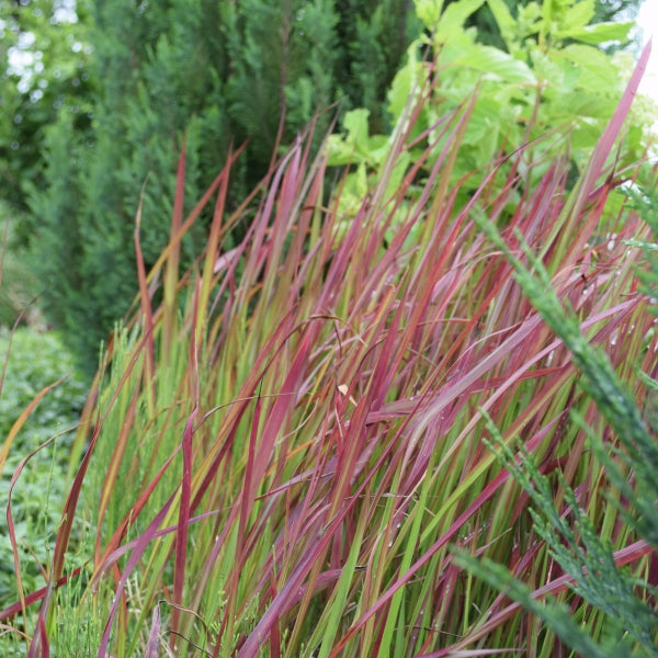 Japanisches Blutgras Red Baron – Dekoratives Ziergras aus Schweizer Produktion