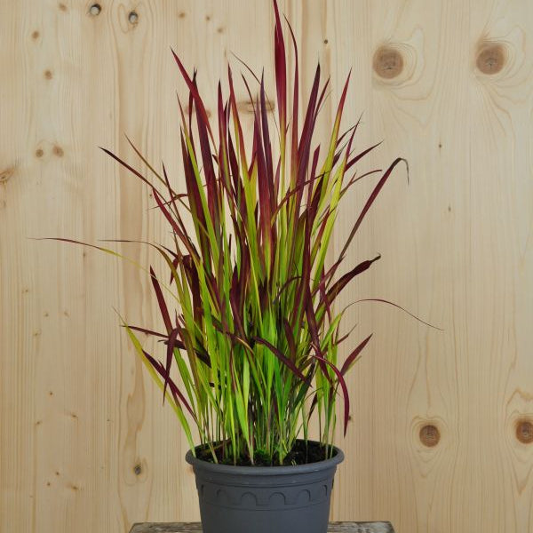 Japanisches Blutgras Red Baron – Dekoratives Ziergras aus Schweizer Produktion