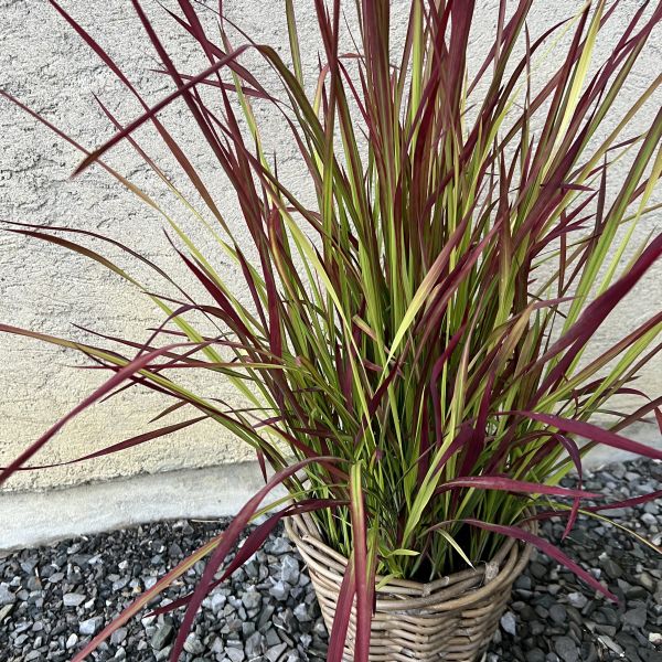 Das wärmeliebendes Japanisches Blutgras - Imperata cylindrica Red Baron