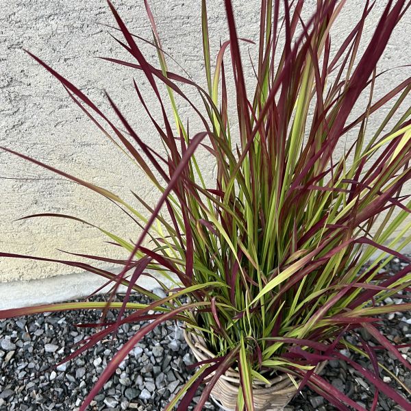 Japanisches Blutgras Red Baron – Dekoratives Ziergras aus Schweizer Produktion