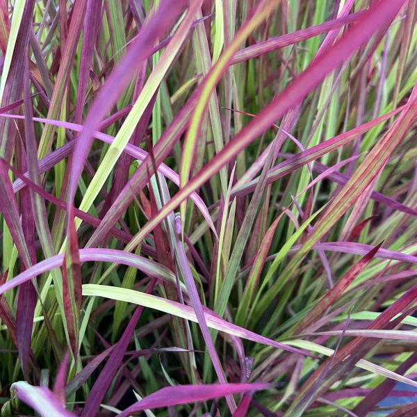 Das wärmeliebendes Japanisches Blutgras - Imperata cylindrica Red Baron