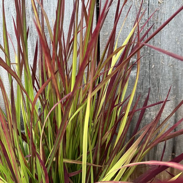 Japanisches Blutgras Red Baron – Dekoratives Ziergras aus Schweizer Produktion