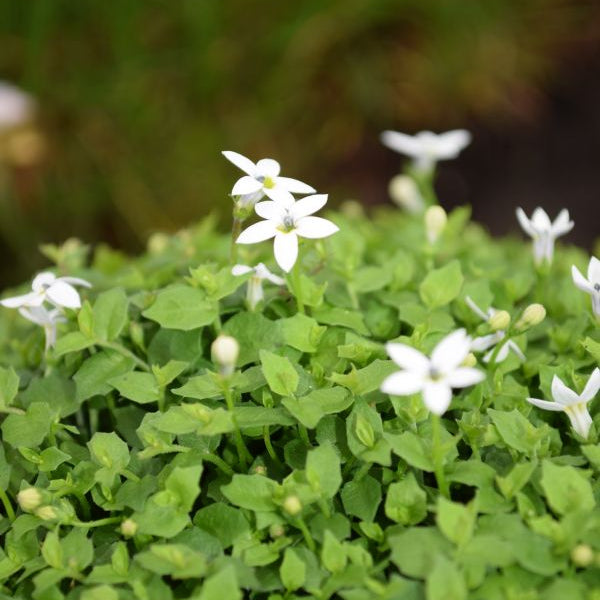 Australische Scheinlobelie White Stars – filigraner Bodendecker, gut für Insekten