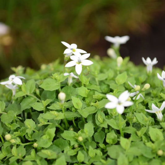 Australische Scheinlobelie White Stars – filigraner Bodendecker, gut für Insekten