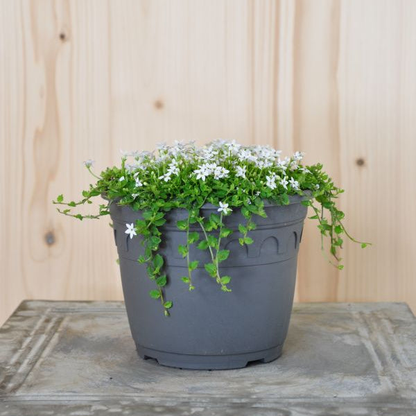 Australische Scheinlobelie White Stars – filigraner Bodendecker, gut für Insekten