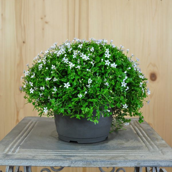 Australische Scheinlobelie White Stars – filigraner Bodendecker, gut für Insekten