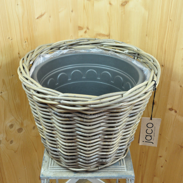 Silberkopf mit Licht im Korb Calocephalus brownii Silver im 35er Topf – Moderne Zierpflanze aus Schweizer Produktion