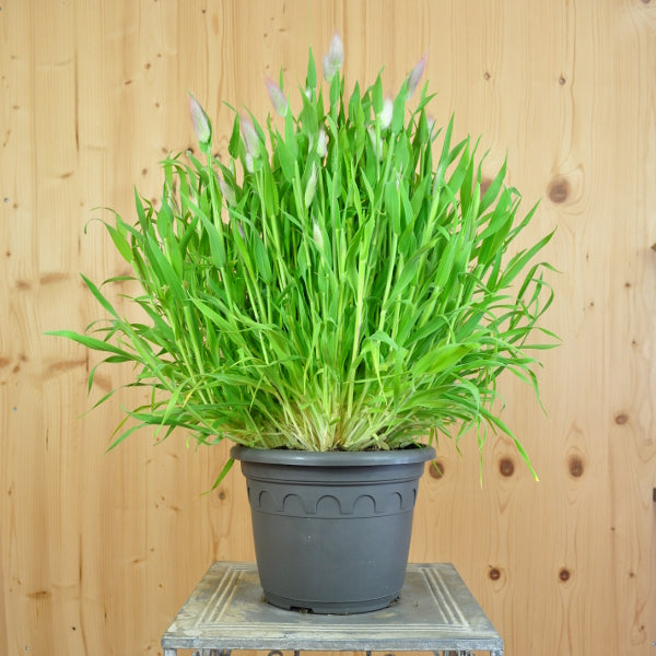 Hasenschwanzgras Lagurus ovatus im 21er Topf – Ziergras aus Schweizer Produktion