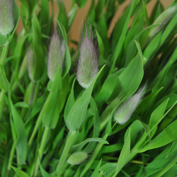 Hasenschwanzgras Lagurus ovatus im 21er Topf – Ziergras aus Schweizer Produktion