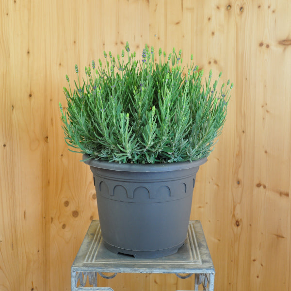 Echter Lavendel im 30er Topf – Duftende Staude aus Schweizer Produktion