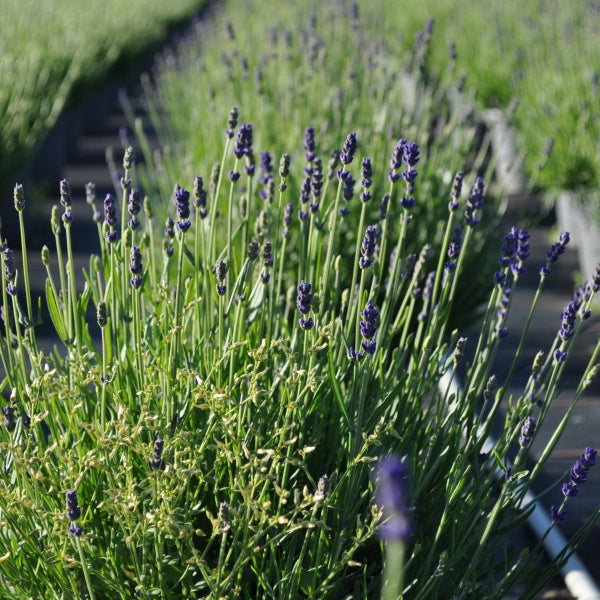 Echter Lavendel im 30er Topf – Duftende Staude aus Schweizer Produktion