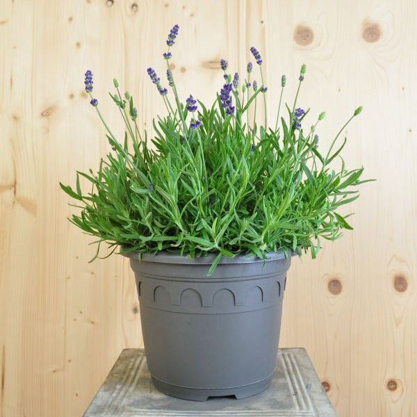 Blauer Lavendel im 25er Topf – Duftende, insektenfreundliche Staude aus Schweizer Produktion