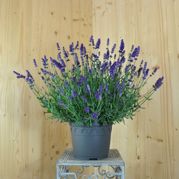 Blauer Lavendel im 25er Topf – Duftende, insektenfreundliche Staude aus Schweizer Produktion