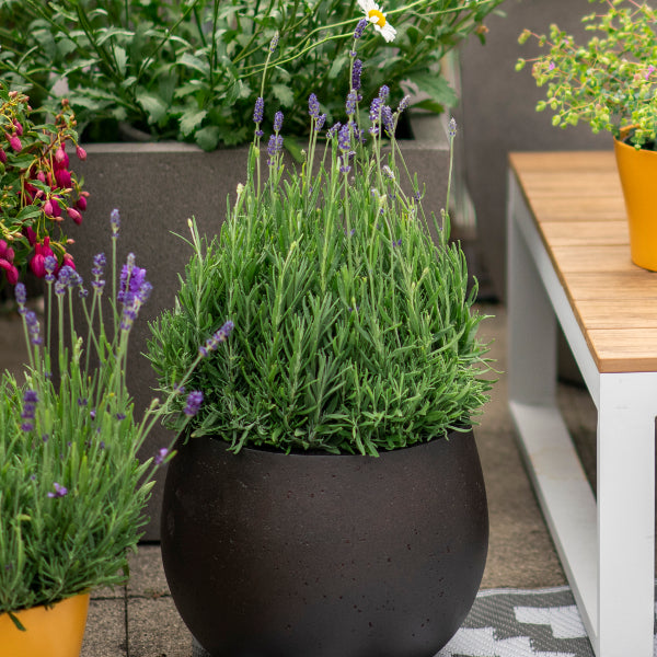 Lavendel blau – mediterraner Duftstaude für sonnige Plätze, winterhart, gut für Insekten