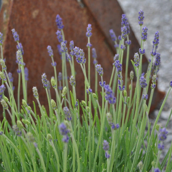 Echter Lavendel im 30er Topf – Duftende Staude aus Schweizer Produktion