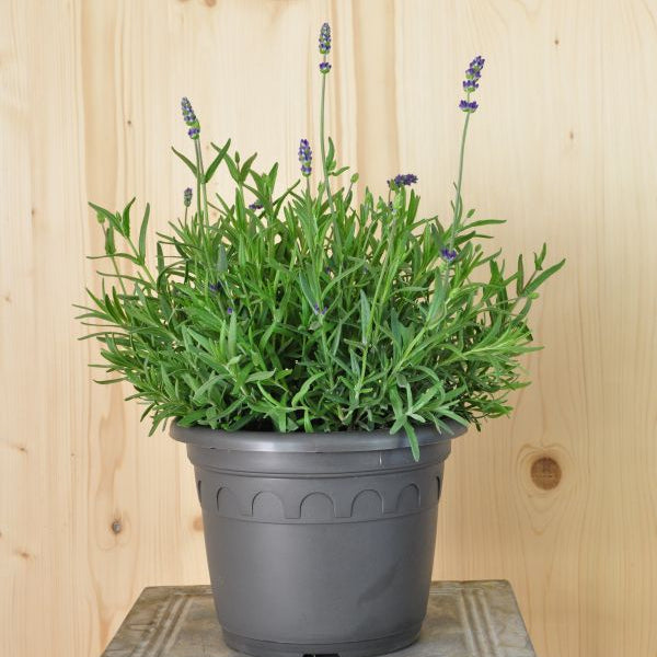 Lavendel blau – mediterraner Duftstaude für sonnige Plätze, winterhart, gut für Insekten