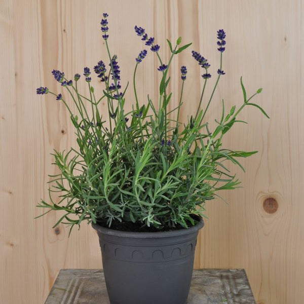 Lavendel Blau – Winterharte Staude mit mediterranem Duft, gut für Insekten
