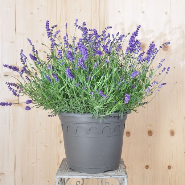 Lavendel Blau im 35er Topf – Duftende, winterharte Staude für sonnige Plätze