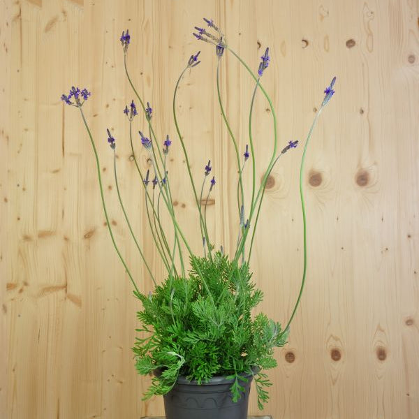 Kanarischer Lavendel (Lavandula pinnata), 21er Topf – Saisonpflanze für sonnige Standorte