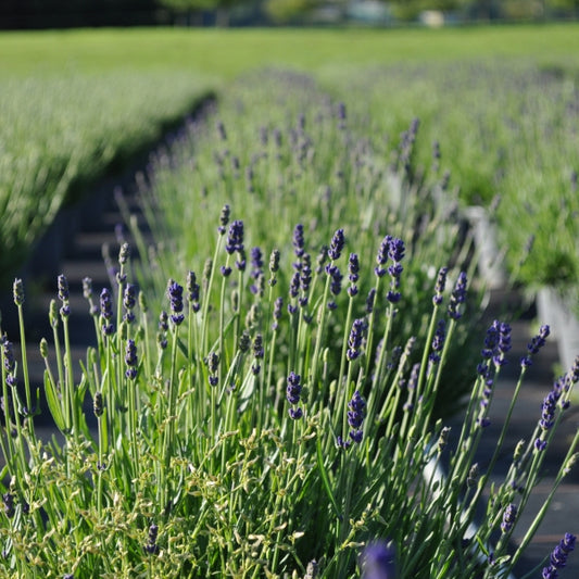 Der mediterrane duft Lavendel - Lavandula