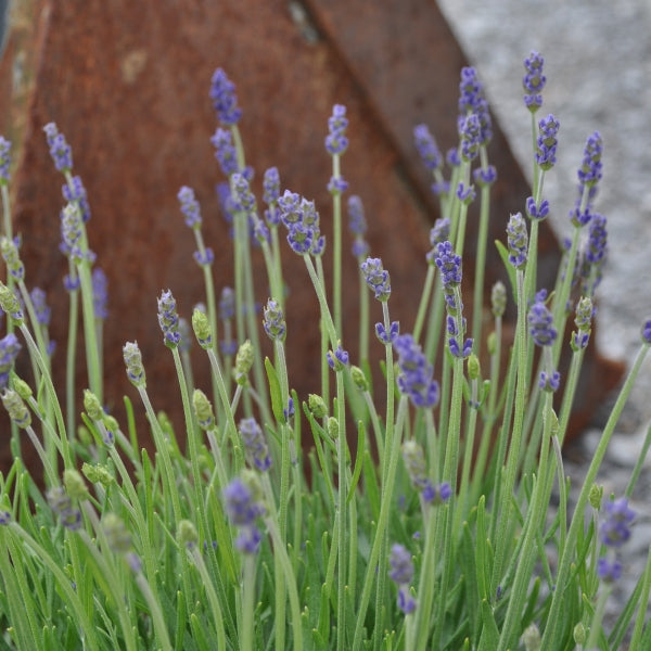 Lavendel blau – mediterraner Duftstaude für sonnige Plätze, winterhart, gut für Insekten