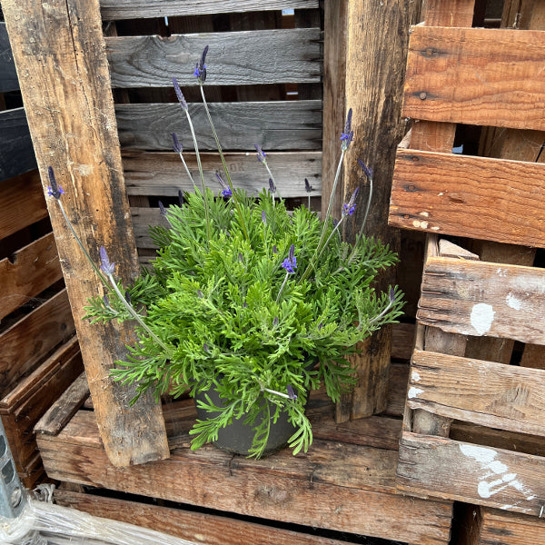 Kanarischer Lavendel (Lavandula pinnata), 21er Topf – Saisonpflanze für sonnige Standorte