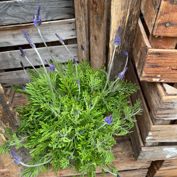 Kanarischer Lavendel (Lavandula pinnata), 21er Topf – Saisonpflanze für sonnige Standorte