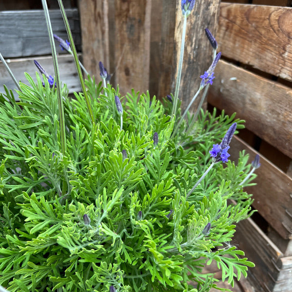 Kanarischer Lavendel (Lavandula pinnata), 21er Topf – Saisonpflanze für sonnige Standorte