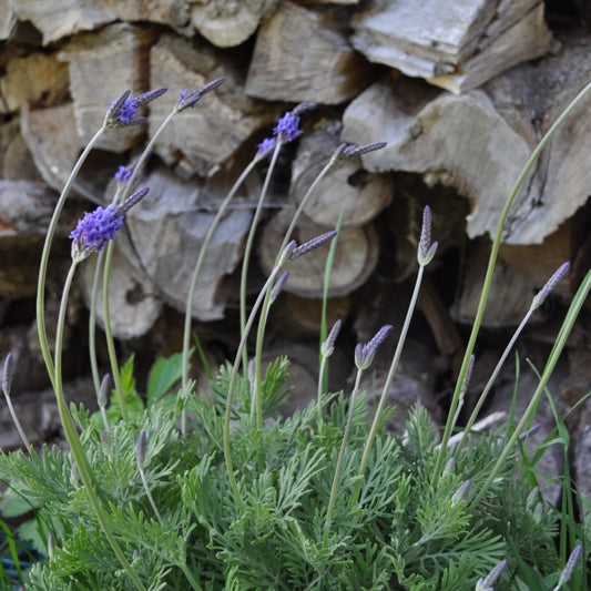 Kanarischer Lavendel (Lavandula pinnata), 21er Topf – Saisonpflanze für sonnige Standorte