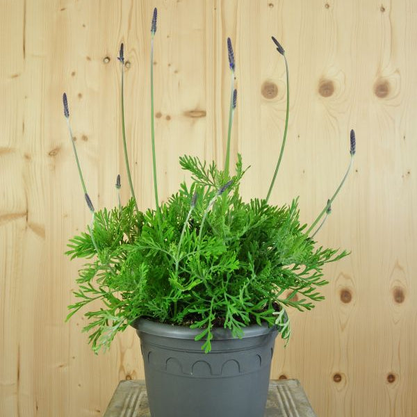 Kanarischer Lavendel (Lavandula pinnata), 21er Topf – Saisonpflanze für sonnige Standorte