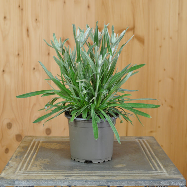 Edelweiss (Leontopodium alpinum) – Alpine Schönheit für Steingärten, Trockenmauern und Gefässe