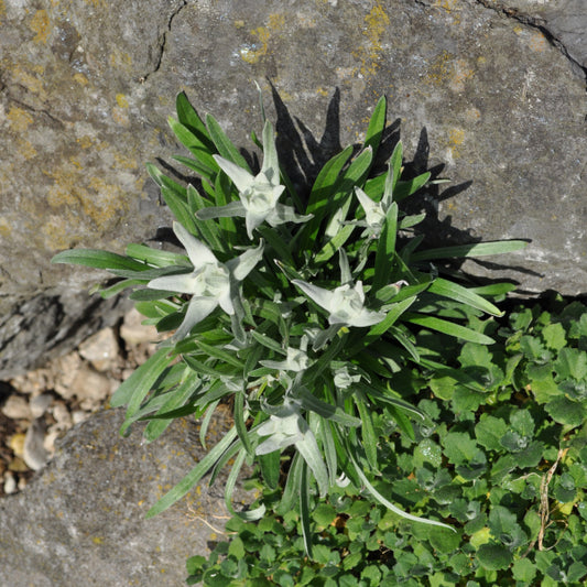 Edelweiss (Leontopodium alpinum) – Alpine Schönheit für Steingärten, Trockenmauern und Gefässe