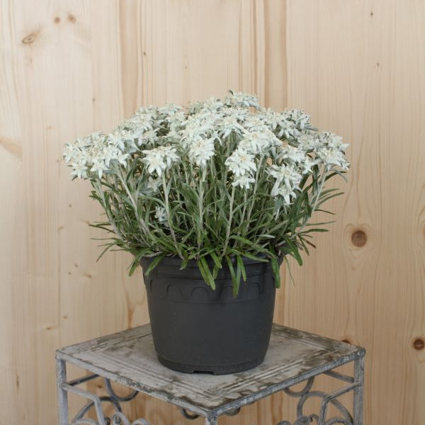 Edelweiss (Leontopodium alpinum) – Alpenstaude aus 100 % Schweizer Produktion