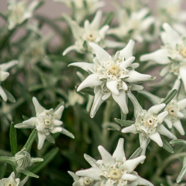 Edelweiss Leontopodium alpinum, winterharte Staude aus Schweizer Produktion