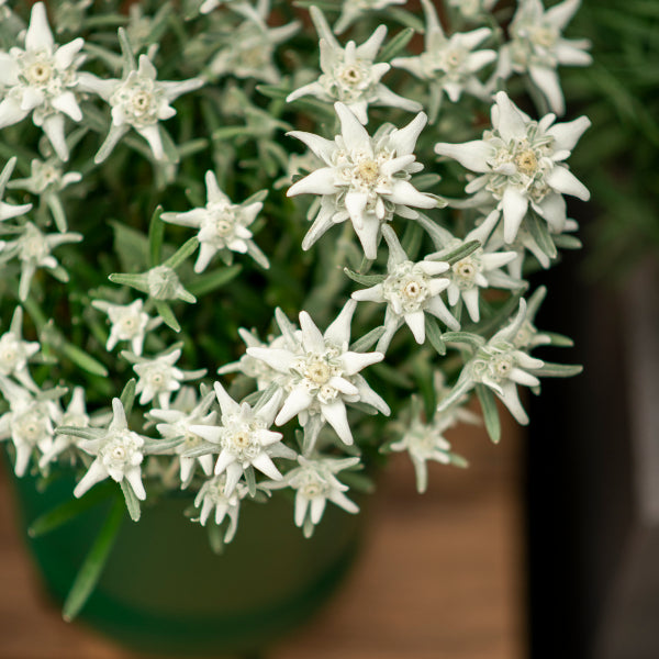 Edelweiss Leontopodium alpinum, winterharte Staude aus Schweizer Produktion