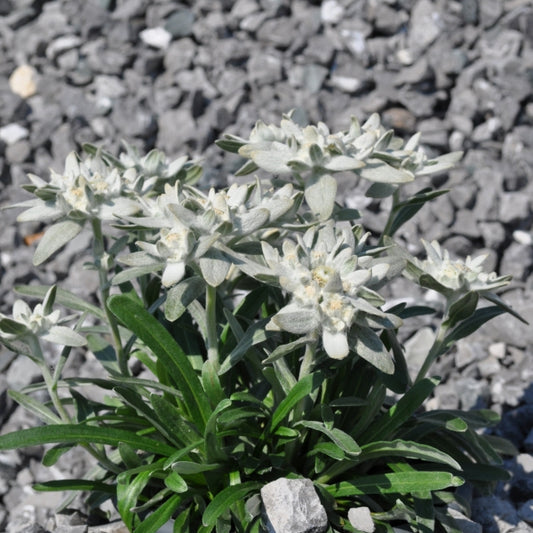 Edelweiss im 14er Topf – Alpine Blütenpracht aus 100 % Schweizer Produktion