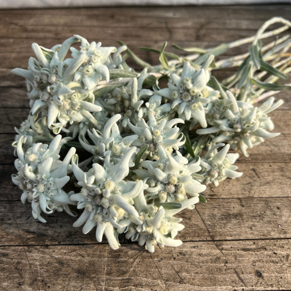 Edelweiss (Leontopodium alpinum) – Alpine Staude aus 100 % Schweizer Produktion