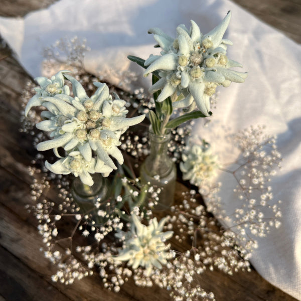 Edelweiss (Leontopodium alpinum) – Alpine Staude aus 100 % Schweizer Produktion