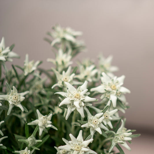 Edelweiss (Leontopodium alpinum) – Alpine Staude aus 100 % Schweizer Produktion