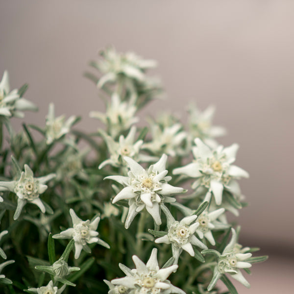 Edelweiss im 14er Topf – Alpine Blütenpracht aus 100 % Schweizer Produktion
